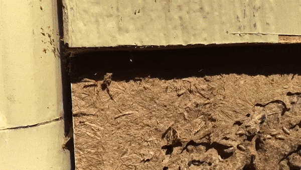 drywood termite damage termite damage